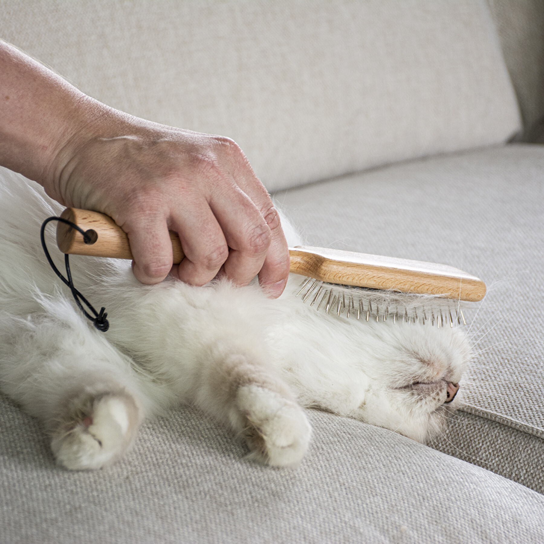 Cepillo para gatos con agujas D&D Home April