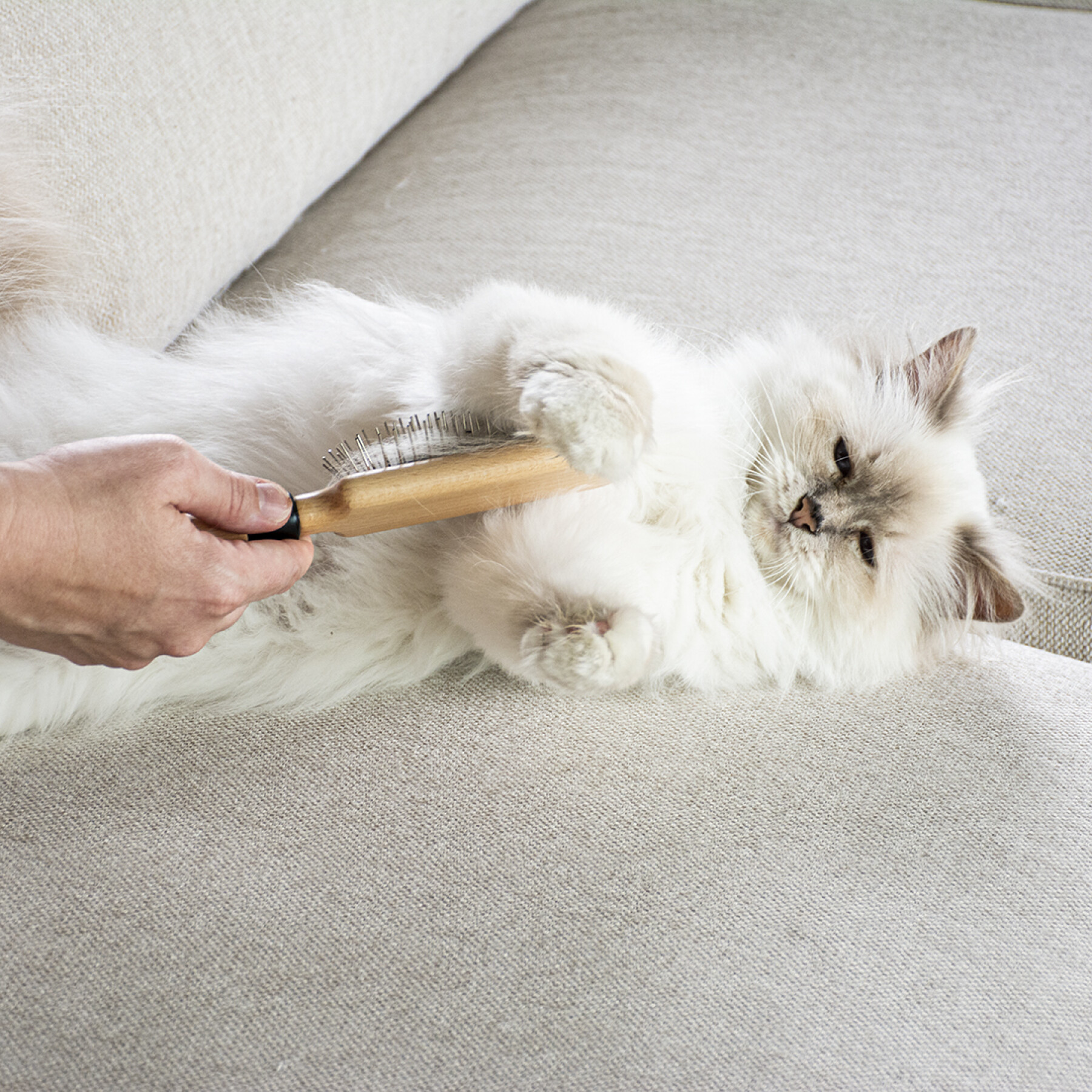 Cepillo para gatos con agujas D&D Home April