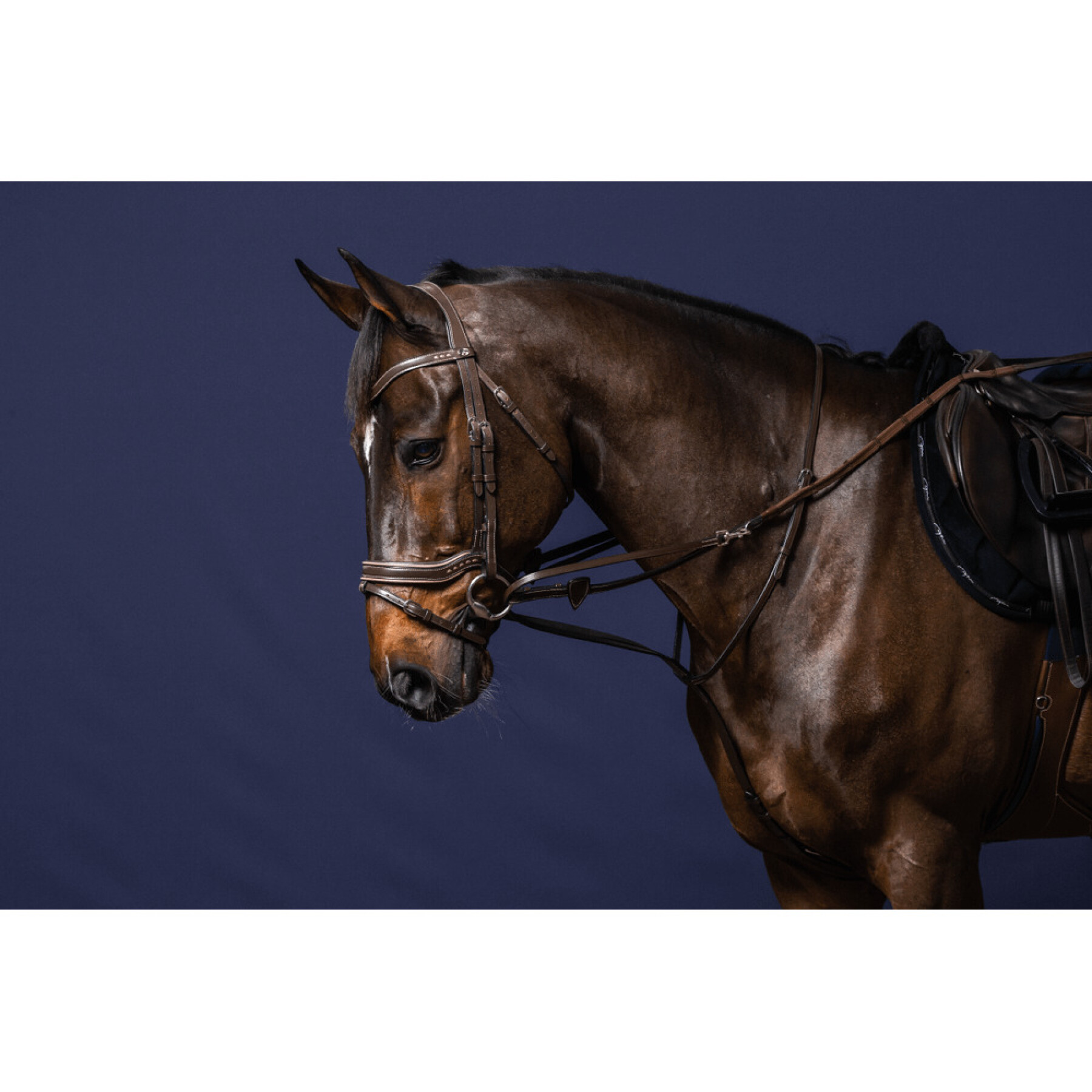 Riendas completas para caballos Dy’on Howlett