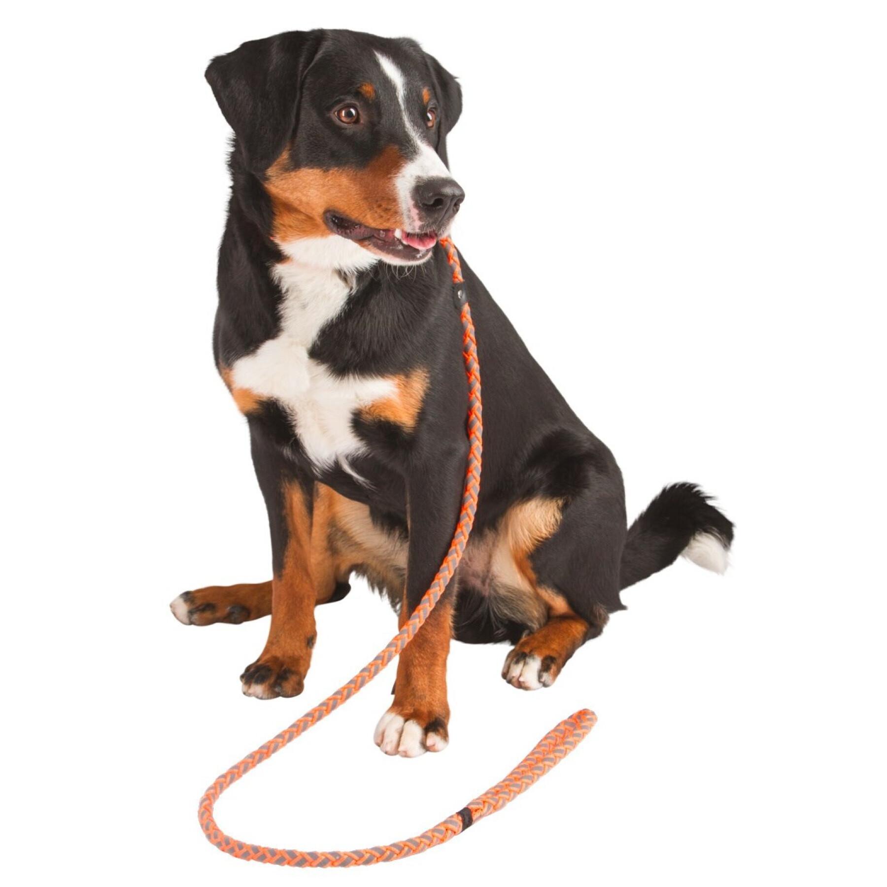 Correa para perros con collar integrado Kerbl Maxi Safe
