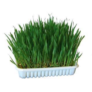 Gnawing Grass - trigo/avena/cebada Kerbl