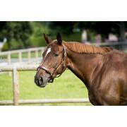 Cabezada de cuero para caballos ERIC THOMAS “Pro”