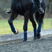 Cinturones de descanso para caballos B Vertigo Francia