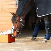Botas de establo para caballos Back on Track Royal