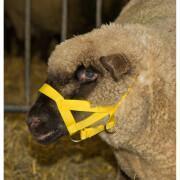 Cabestro de oveja nylon con barboquejo Kerbl