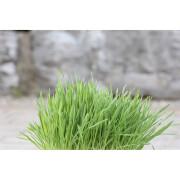Gnawing Grass - trigo/avena/cebada Kerbl
